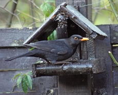 B-Amsel-Futterhaus-80.jpg